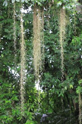 Spanish Moss (Tillandsia usneoides)