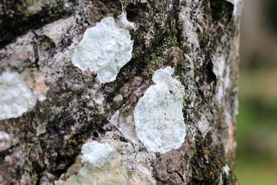 Blanket Lichen (Cryptothecia sp.)