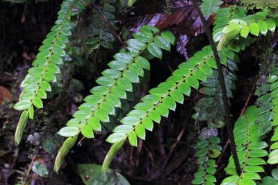 Flora of Ecuador: Antisana