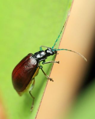 Leaf Beetle, Cochabamba diversicolor (Chrysomelidae: Galerucinae)