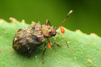 Flea Beetle (Chrysomelidae: Alticini: Monoplatina)