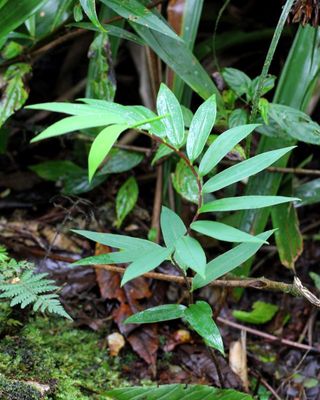 Trailing Lily, Bomarea sp. (Alstroemeriaceae)