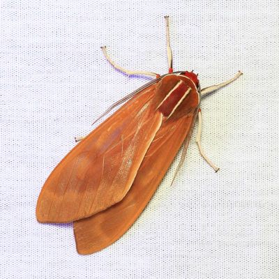 Tiger Moth, Amastus coccinator (Erebidae: Arctiinae)