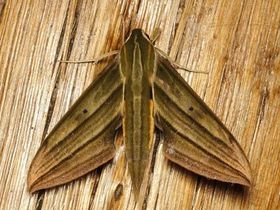 Sphinx Moth, Xylophanes crotonis (Sphingidae)