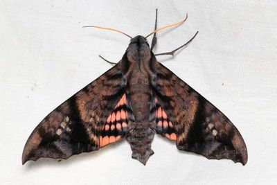 Sphinx Moth, Nyceryx hyposticta (Sphingidae)