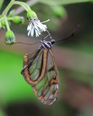 Oleria sp. (Nymphalidae: Danainae)