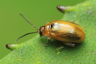 Flea Beetle (Chrysomelidae: Alticini)