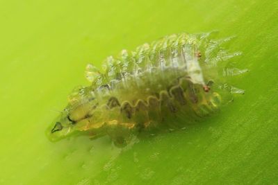 Diptera larva