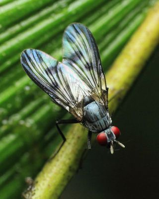 Cyrtoneuropsis sp. (Muscidae)