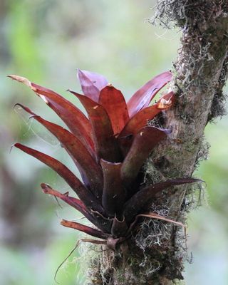 Tillandsia complanata (Bromeliaceae)