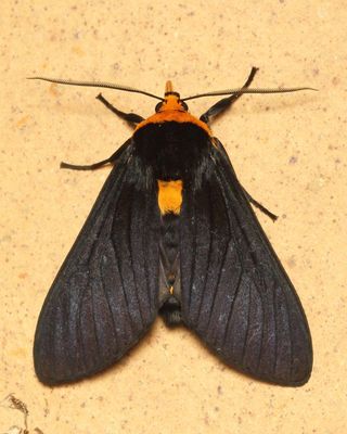 Elysius sp. (Erebidae: Arctiinae)