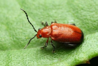 Flea Beetle (Chrysomelidae: Alticini)