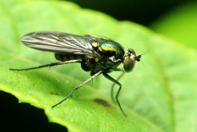 Long-legged Fly, Paraclius sp. (Dolichopodidae)