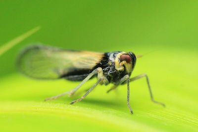 Planthopper, Columbisoga sp. (Delphacidae)