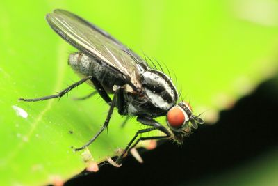 Root-maggot Fly, Anthomyia lindigii (Anthomyiidae)