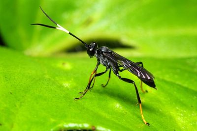 Ichneumon (Ichneumonidae: Ichneumoninae)