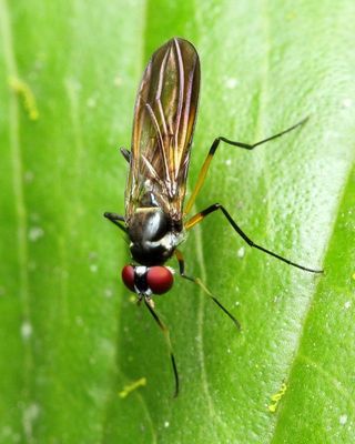 Neotanypeza sp. (Tanypezidae)