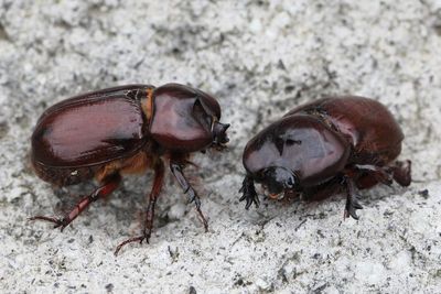 Rhinoceros Beetles, Heterogomphus bourcieri (Scarabaeidae: Dynastinae)
