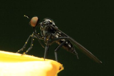 Dance Fly, Rhamphomyia cf. (Empididae: Empidinae)
