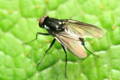 Root-maggot Fly, Calythea cf. (Anthomyiidae)