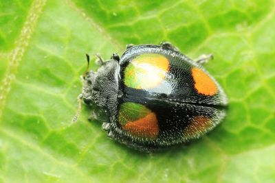 Leaf-eating Lady Beetle, Epilachna cf. aequatorialis (Coccinellidae: Epilachninae)
