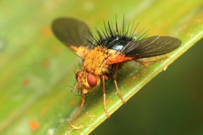 Bristle Fly (Tachinidae: Tachininae)