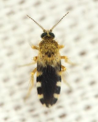 Biting Midge, Culicoides sp. (Ceratopogonidae)