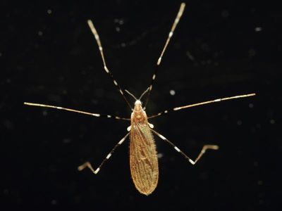 Crane Fly, Erioptera (Erioptera) sp. (Limoniidae: Eriopterini)