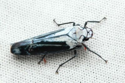 Leafhopper, Onega orphne (Cicadellidae: Cicadellinae)