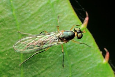 Soldier Fly, Merosargus sp. (Stratiomyidae: Sarginae)