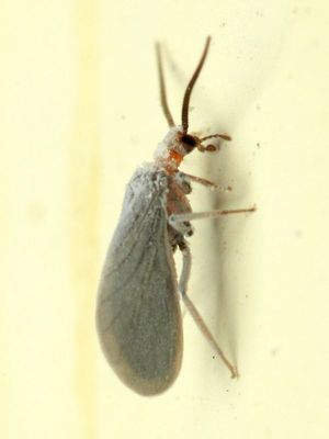Dustywing (Coniopterygidae)