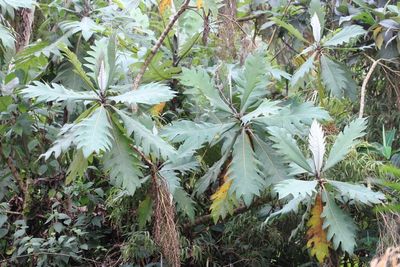 Parrotweed, Bocconia frutescens (Papaveraceae)