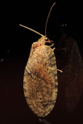 Brown Lacewing, Megalomus sp. (Hemerobiidae)