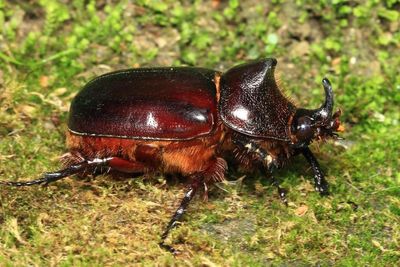 Rhinoceros Beetle, Heterogomphus chevrolatii (Scarabaeidae: Dynastinae)