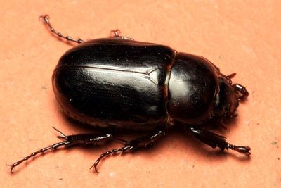Ancognatha castanea (Scarabaeidae: Dynastinae)