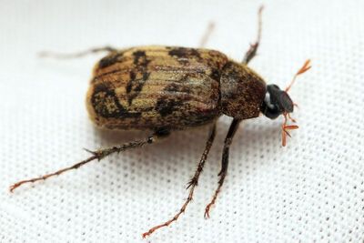 Isonychus sp. (Scarabaeidae: Melolonthinae)