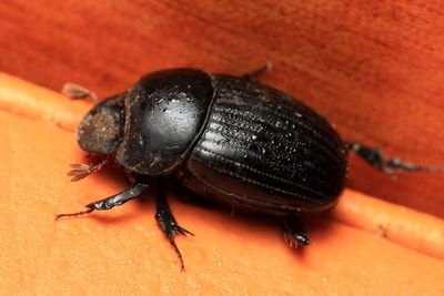 Dung Beetle, Onthophagus sp. (Scarabaeidae: Scarabaeinae)
