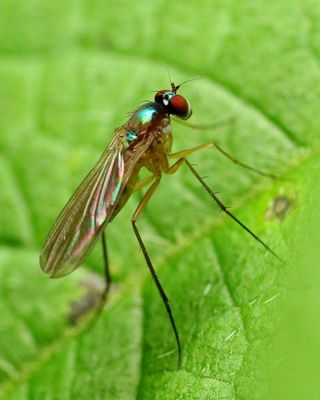 Long-legged Fly, Viridigona sp. (Dolichopodidae)