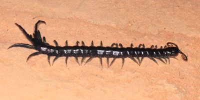 Centipede, Otostigmus silvestrii (Scolopendridae: Otostigminae)