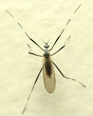 Crane Fly, Cheilotrichia sp. (Limoniidae: Eriopterini)