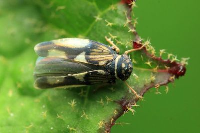 Leafhopper (Cicadellidae: Megophthalminae)