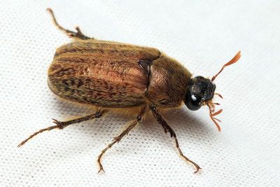 Scarab, Plectris sp. (Scarabaeidae: Melolonthinae)