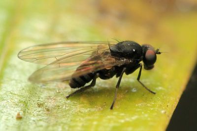 Flat-footed Fly, Lindneromyia sp. (Platypezidae)