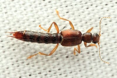 Rove Beetle (Staphylinidae: Paederinae: Pinophilini)