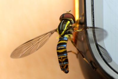 Flower Fly, Toxomerus sp. (Syrphidae)
