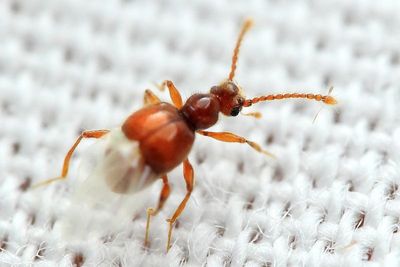 Ant-loving Beetle (Staphylinidae: Pselaphinae: Batrisitae)