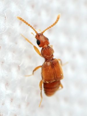 Ant-loving Beetle (Staphylinidae: Pselaphinae: Faronitae)