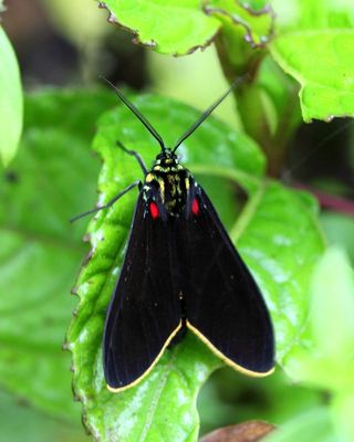 Day-flying Tiger Moth, Cyanopepla cf. cinctipennis (Erebidae: Arctiinae)