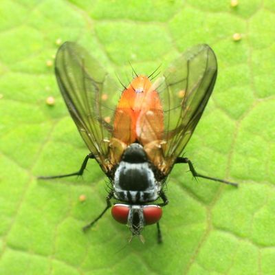Calodexia cf. (Tachinidae: Dexiinae)