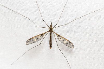 Crane Fly (Tipulidae: Tipulinae)